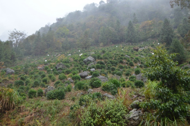  “认领一亩富硒茶山，喝上自家富硒好茶”(图12)